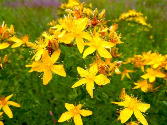 St.John's wort