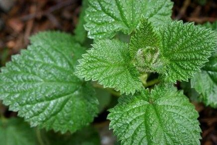 Nettle helps improve potential and enhance libido