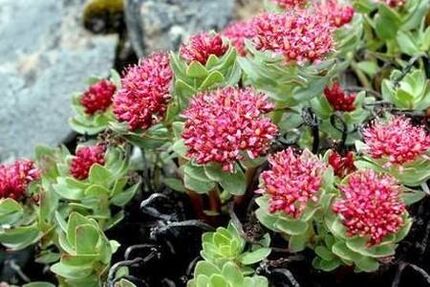 Rhodiola Pink to prepare to improve the effectiveness of alcohol