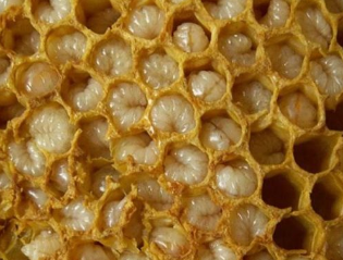 Apiculture products
